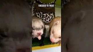 New Ferret Enclosure Quick Tour 👀