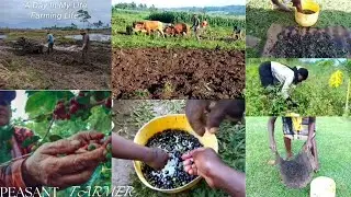 Realistic Adjustment In Life🌺|Helping My Single Mother Harvesting Traditional vegetable Seeds(Osuga