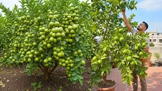 🌱 Моя гуавовая пальма ПОЛНА плодов! Что я использовала?