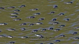 WHIRLIGIG BEETLE, Dineutus assimilis  huge pod swimming. 8042744