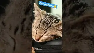 Cat sleeping😴💤 in this video ||  #funny #live #youtubeshorts #funnymemes #funnyvideo