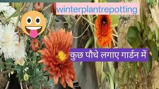 Today winter new plant repotting my garden कुछ प्लांट लगा दिए 🥀