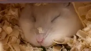 My Hamster's Nose Twitches While He Sleeps