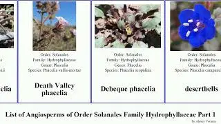 List of Angiosperms of Order Solanales Family Hydrophyllaceae Part 1 phacelia waterleaf low baby