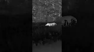 HIDE-AND-SEEK Undisputed Champ!  BOLT TX60C #nighthunting #thermalhunting #boarhunting