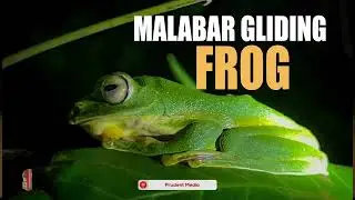 'MALABAR GLIDING FROG' SPOTTED AT PORIEM-SATTARI