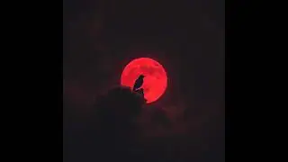 VAMPIRE BITCH    FANGS & FIRE 5