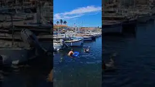 Intervention pour raccompagner 1 MOBULA  hors du port du Brusc