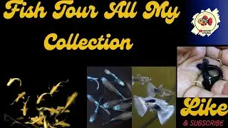 😲All My Guppies Collection | Fish Tour 🐠| Easy Breeding Setup |@Tirupur Guppy Fish Keeping GFK tamil