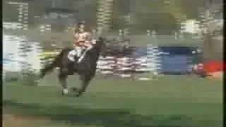 Eventer/Dressage Horse for Sale - Australia