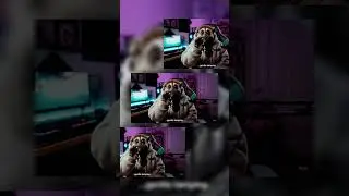 Plumploris ASMR Stream 🐵🎙️ | Cutest ASMR you&rsquo;ve ever seen!