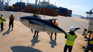 Fishermen Catch Massive Tuna - You Won't Believe the Final Auction Price