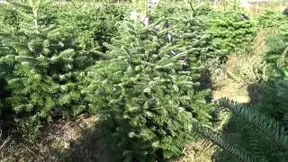 Пихта Нордмана в кадке  22045