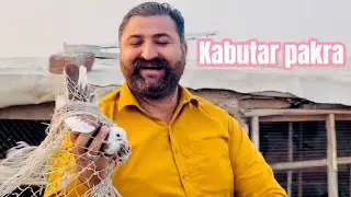 Ag gye tha kabutar lana 👌🏻or madiyo ka kabutar bhi pakr lya 👍🏻❤️#pegionsvideos #pigeon #bird #duet 