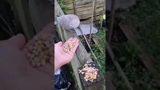 My Wild Pet Dove Enjoying Breakfast