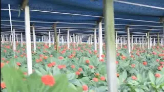 The Farmer - Asia Ginseng Farming and Harvesting - Amazing Korea Agriculture Farm