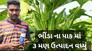 ભીંડા નાં પાક માં ૩ મણ ઉત્પાદન વધ્યું | STIM |BIO 99 | DANG