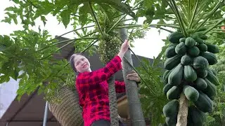 Rural Life: Harvesting Papaya Flowers - A Rare Gift from Nature