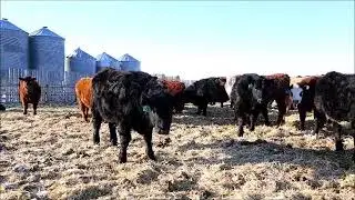 680# crossbred steers for Brock and Garett Thompson