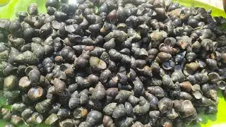 বাড়িতে শামুক ধরার তোড়জোড়।। Snail catching in the pond।। Bengali vlog।। Mini vlog 