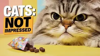Why Do CATS Hate Their Owners Sometimes?