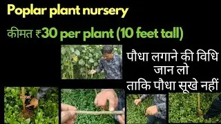 Poplar plant nursery Uttarakhand | Trending Nature