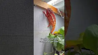 Camale&oacute;n pantera cambiando de color! #camale&oacute;n #camaleones #chameleon #reptiles