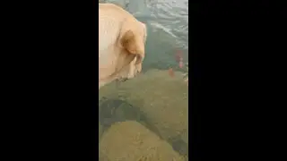 Simple Joys at the Waters Edge