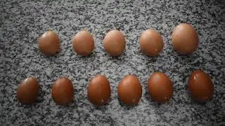 What to expect when your Chickens start laying eggs