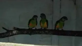 Senegals
