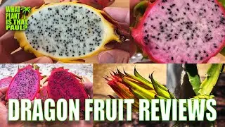 THE ULTIMATE DRAGON FRUIT TASTING VIDEO / OVER 1 HOUR of MOUTHWATERING RARE and DELICIOUS VARIETIES
