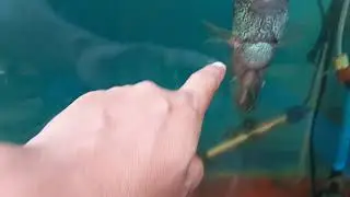 Kamalau Flowerhorn Full Grown (with scars due to its  behavior of banging the aquarium cover)