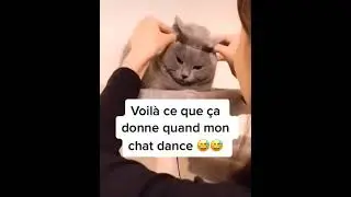 chat qui danse 🎶🤣 mort de rire