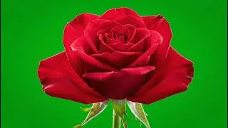 Cinematic Flower Green Screen Overlay: Beautiful Floral VFX for Your Videos