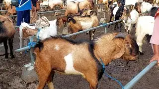 750 Ribu‼️ BAKALAN JANTAN JRABANG HARGA KELEWAT MURAH🔥 Pasar Kambing Purwantoro
