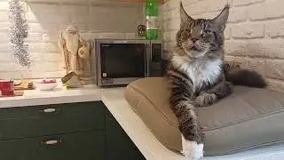 Кот и Кофе 🔥🐈❤️#подпишись #cat #catvideos #catlovers #cats #video #cartoon #cartoonvideo 