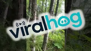 Moose Approaches Biker on Alaskan Trail || ViralHog