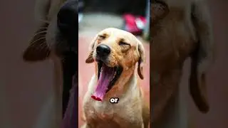 Why Do Dogs Wag Their Tails&hellip; Then Suddenly Attack? 🐶💥