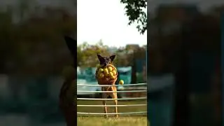Dog Ball Basket Jump Pet Jumping Play Playful | Pets Paradise #shorts