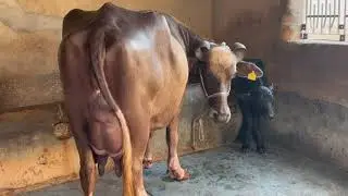 Bhuri nili Ravi Buffalo for sale 20 kg milk 📲9549400588 jaswant swami dairy farm 