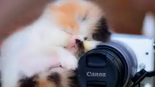 peke face Persian kittens