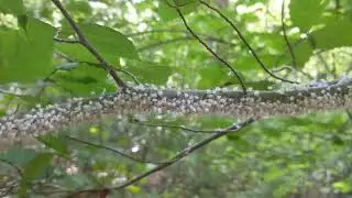 Boogie Woogie aphids, aka beech blight aphid (Grylliprociphilus imbricator)