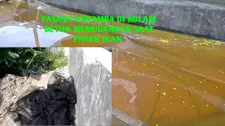 Pasang keramba di kolam beton||memudahkan panen ikan