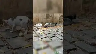 Crow troll cats funny