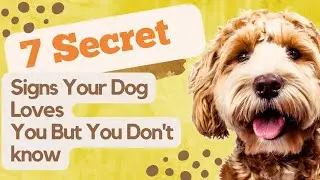 Canine Connection: 7 Subtle Signs Your Dog Shows You Endless Love! but you don't know