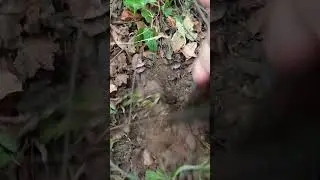 Digging with the Foraging Tool
