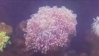 【SSTV】 Frogspawn Coral | Aquarium Pet