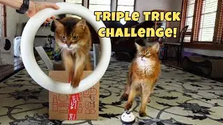 Can This Cat Nail a Triple Trick Combo on Her First Attempt?