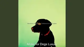 Deluxe Ambiance for Lonely Dogs