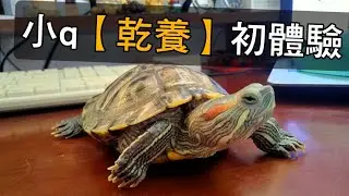 烏龜乾養好嗎？🐢小q乾養初體驗😂|【雙Q烏龜成長日記】